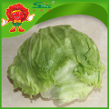 Verduras frescas chinas exportador lechuga de iceberg verde orgánico puro